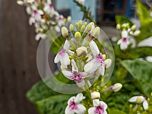 A close up of Pseuderanthemum carruthersii or the Carruthers falseface flower photo